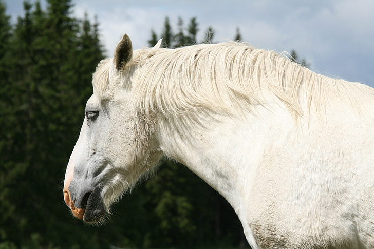 white horse, horse head, summer, horse, animal, nature, mammal