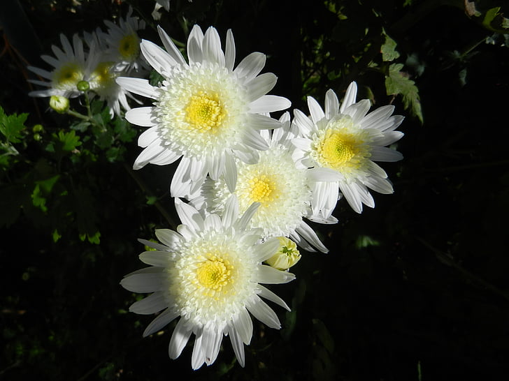 flowers, garden, nature, white