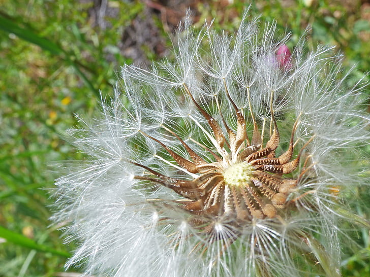 dandelion, seeds, angelitos, wind, plant geometry, plant architecture, fly