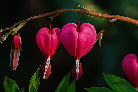 Дамско сърце, цвете, естествена розово, Блосъм, Блум, цветни, природата