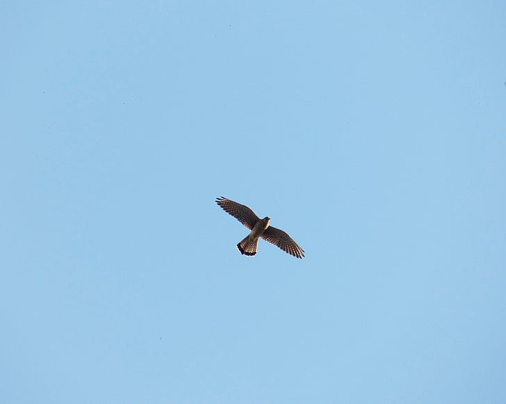 falcon, sky, birds