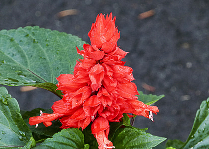 Celosia, rot, Blume, Garten, Gartenarbeit, Dekoration, Natur