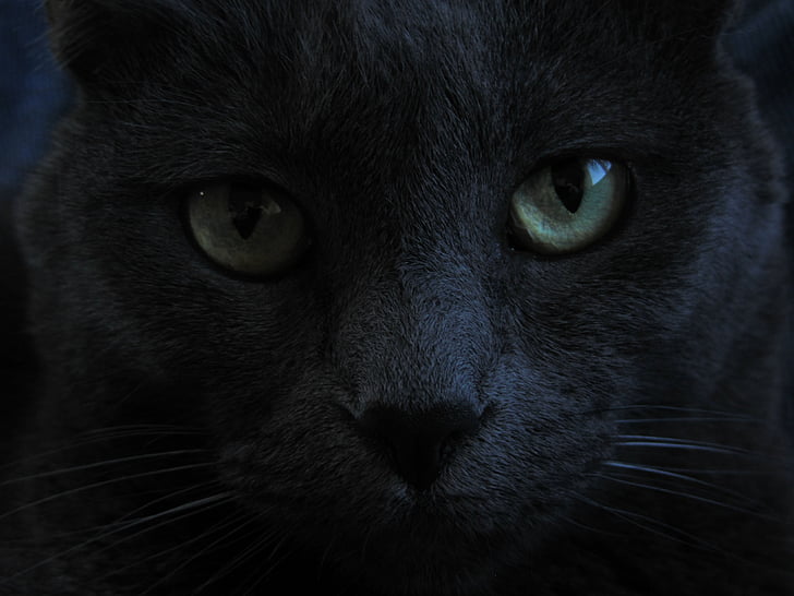 kočka, černá kočka, zelené oči, domácí, domácí zvíře, kočkovitá šelma, černá