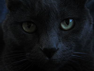 кошка, Черная кошка, зеленые глаза, внутренние, домашнее животное, кошачьи, черный