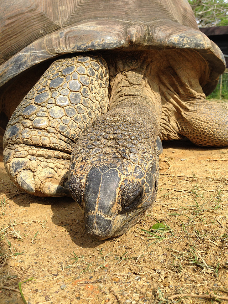 giant tortoise, animal, turtle