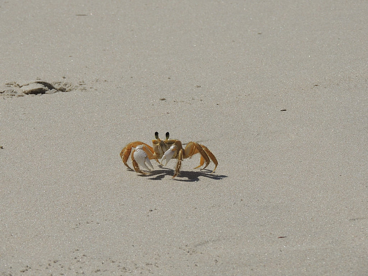 crab, siri, beach, sand, nature, animal