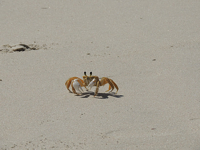 crab, Siri, plajă, nisip, natura, animale