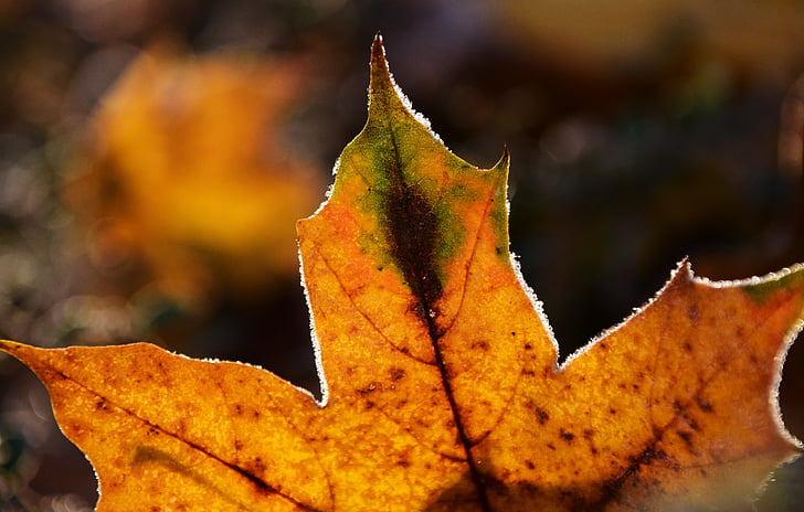листя, іній, Природа, холодної, Осінь, заморожені, лист