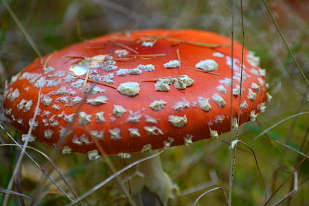 Fly agaric, houby, toxický, Les, Příroda, červená muchomůrka houby, symbol štěstí