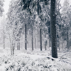 alto, árboles, cubierto, nieve, invierno, frío, bosque