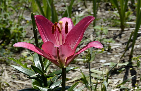 Lily, Blossom, nở hoa, Hoa, Sân vườn, màu hồng, đóng