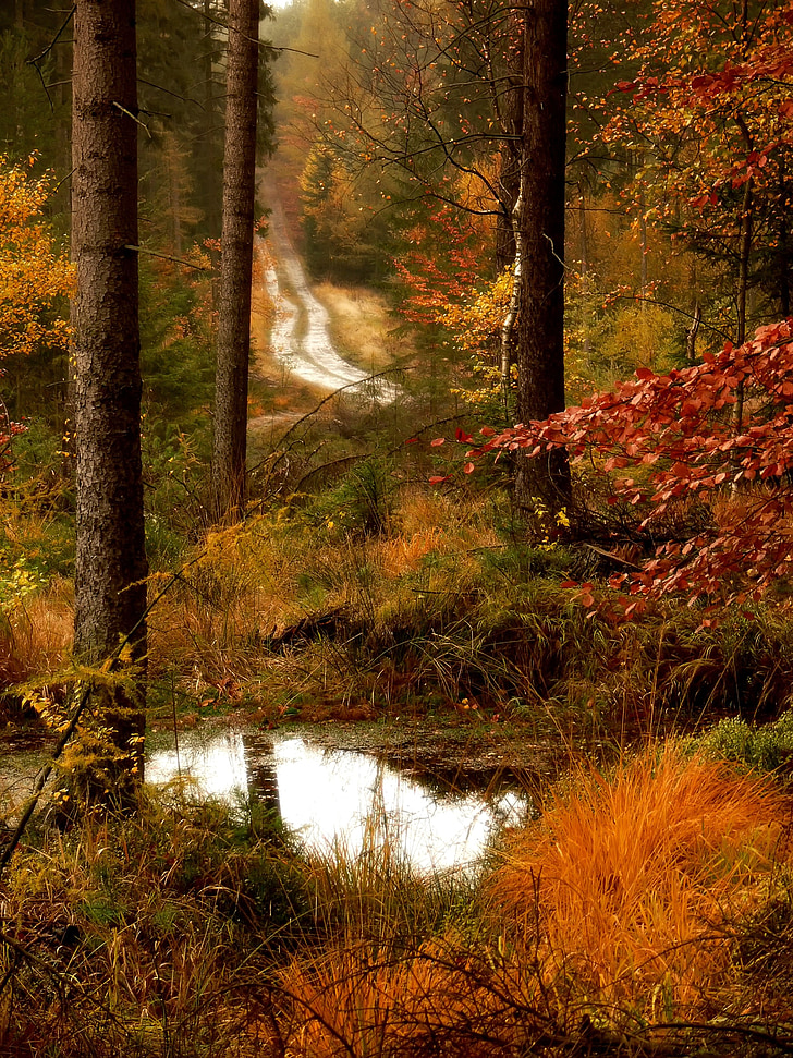 forest road, lagoon, autumn