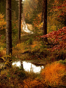 Gozdna cesta, laguno, jeseni