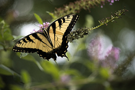 vlinder, natuur, insect, buitenshuis, dieren in het wild, seizoen, bloem