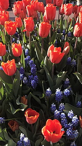 Vento, fiore, pianta, tulipano, natura, tempo di primavera, multi colorata