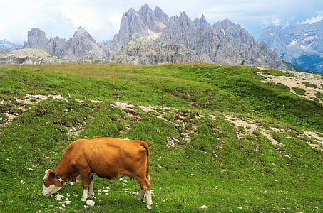 山, 牛, 自然, 牧草地, 動物, 風景, 草原