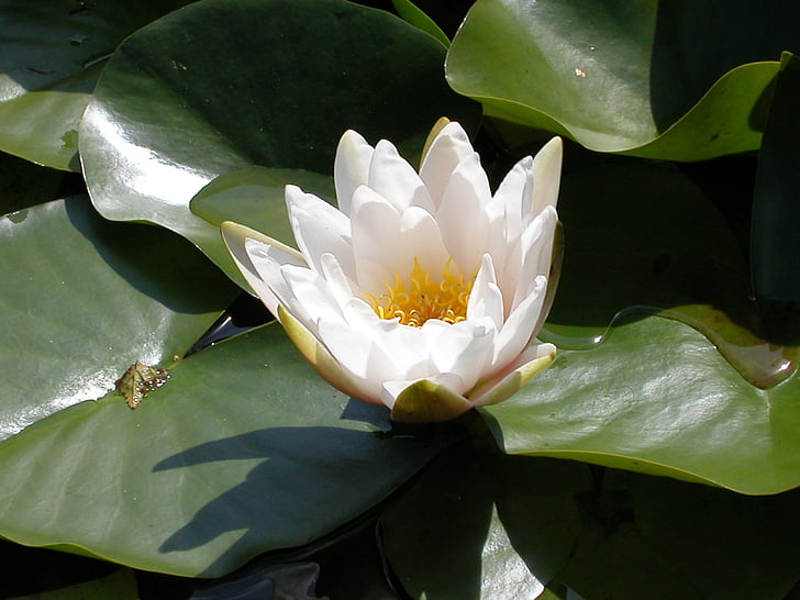 white water lily, white flower, flower