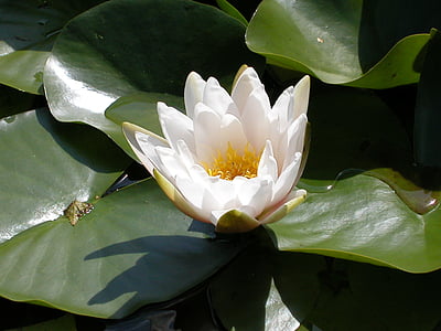 White water lily, hoa trắng, Hoa