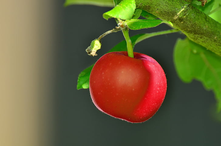 manzana roja, árbol, árbol de manzana, jardín, fruta, rojo, Fotos