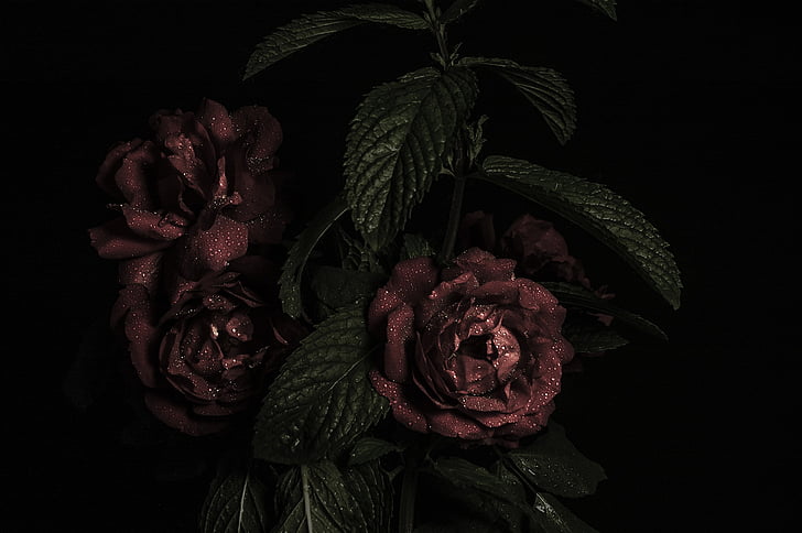Rosa, RAM, flor, floral, l'amor, flor, romàntic