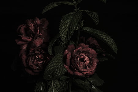 ruža, buket, cvijet, Cvjetni, ljubav, cvijet, romantična