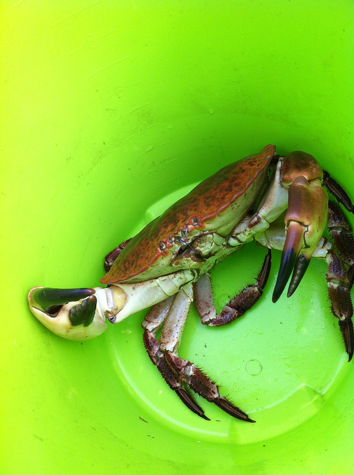 crabe, pêche, vert
