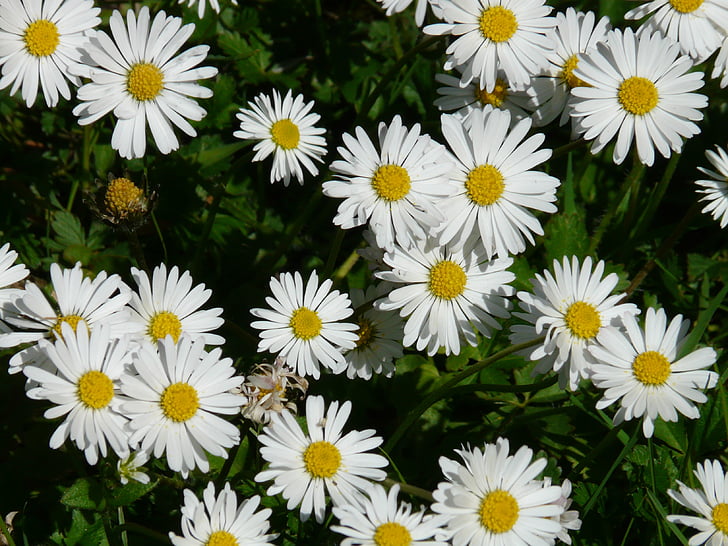 Daisy, blomma, Anläggningen, trädgård, kompositer, vit, makro