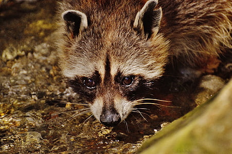 raccoon, wild animal, water, drink, wildpark poing, animal, mammal