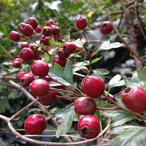 frutti di bosco, autunno, rosso, natura, stagione, foglia, pianta