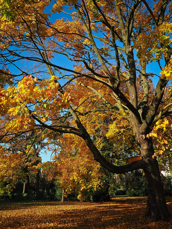 rudens, koks, zelta rudens, rudenī kokam, noskaņojums, atstāj, rudens lapas