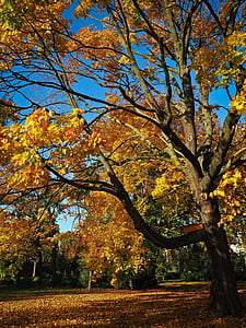秋, ツリー, 黄金色の秋, 秋のツリー, 気分, 葉, 秋の葉