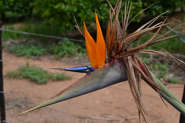 Strelizia, Dienvidāfrikas Republika, puķe, paradīzes putns un