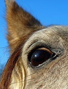 konj, čisti arabska kri, vodja, glej, oči, ena žival, del živalskega telesa