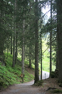 miško, kelias, žalia, Gamta, kraštovaizdžio, medis, saulės spindulių