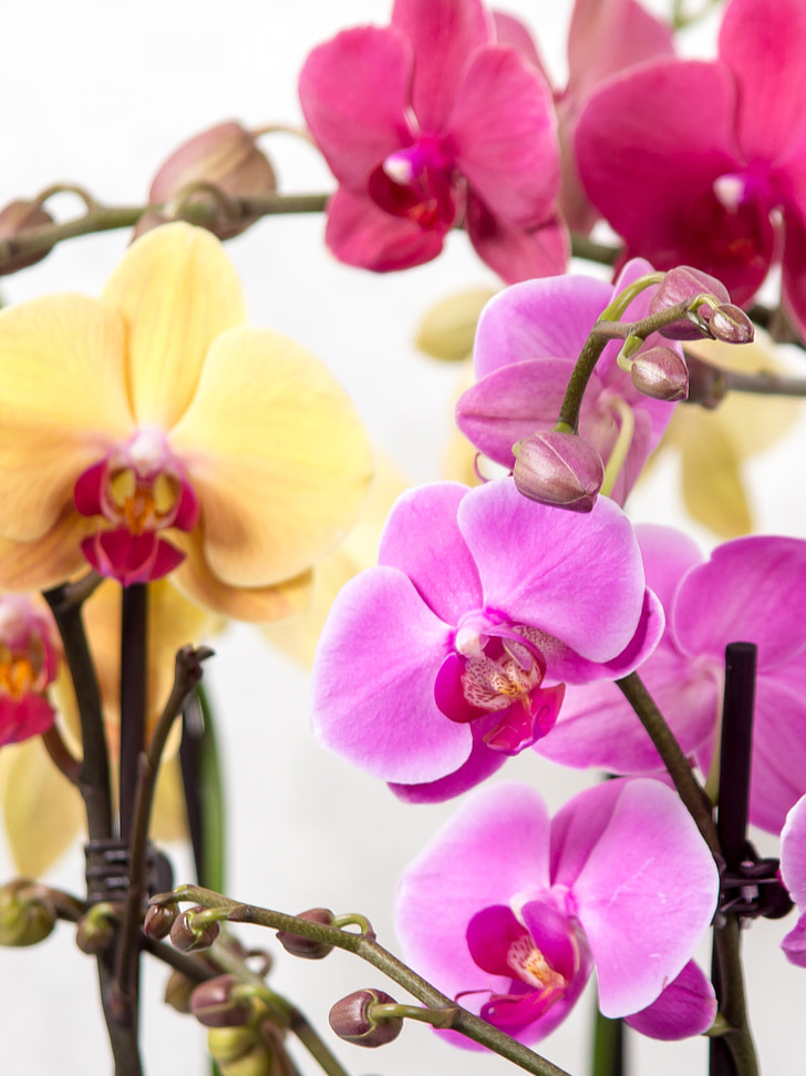 Orchid, Phalaenopsis, Butterfly orchid, Tropical, rosa, Blossom, blomst