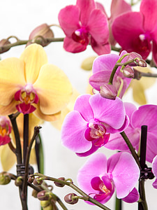 orchid, phalaenopsis, butterfly orchid, tropical, pink, blossom, bloom