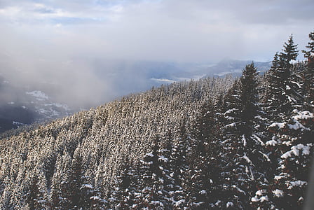 cold, conifer, evergreen, fog, forest, frost, hill
