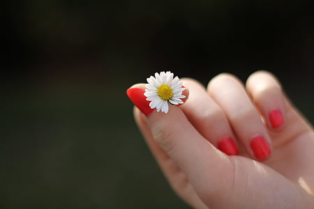 hand, daisy, flower, finger, fingernails, lacquered, sweet