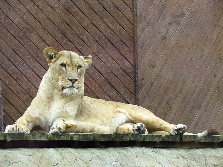lioness, cat, wild, wildlife, predator, carnivore, zoo