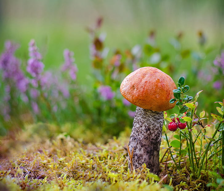 mushrooms, forest, litter, autumn, mushroom, nature, growth