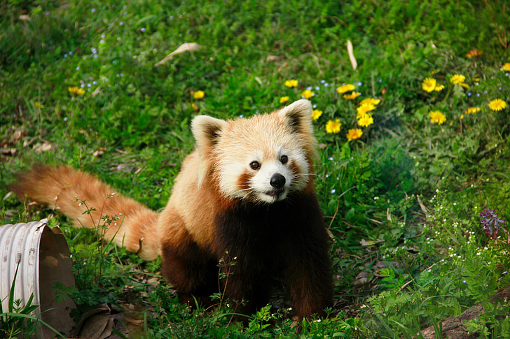 rød panda, dyr, Moe