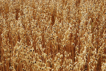 σιτάρι, Γεωργία, γεωργικών, το πεδίο, συγκομιδή, καλλιέργεια, εξοχή
