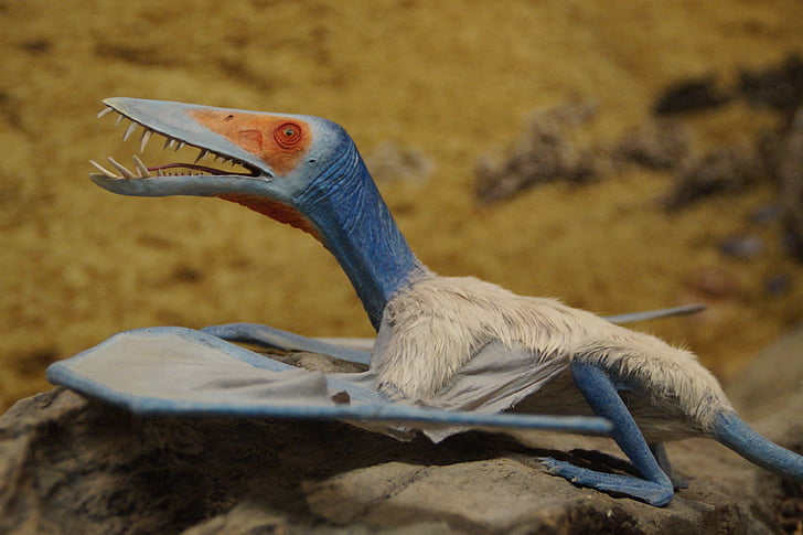 pterosaura, pravěku, dinosaurus, Fly, skluz, membrány, evoluce