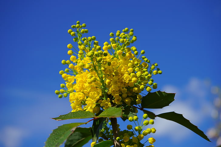 gewöhnliche Mahagoni, Mahagoni, Blumen, gelb, Busch, Stechdornblättrige mahonie, Mahonia aquifolium