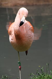 Flamingo, -de-rosa, flamingo rosa