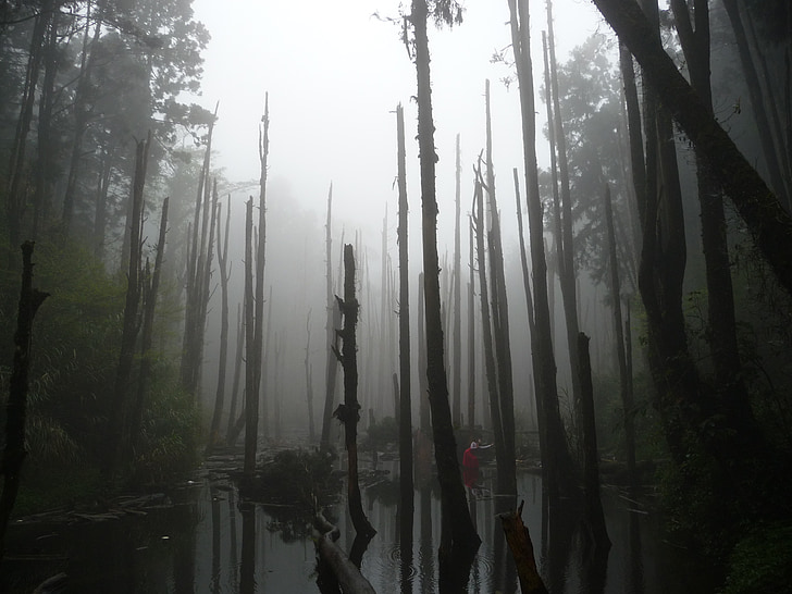 δασικών εκτάσεων, νεκρό ξύλο, Λίμνη, ομίχλη