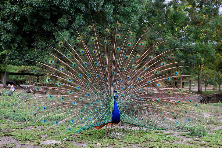 peacock, wheel, bird, animals, feathers, nature, animal