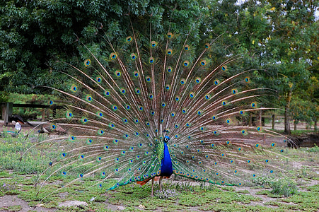 Peacock, pyörän, lintu, eläimet, höyhenet, Luonto, eläinten