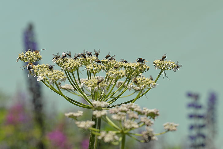 μύγα, Ganguly, συλλογή εντόμων, δειγμένο λουλούδι