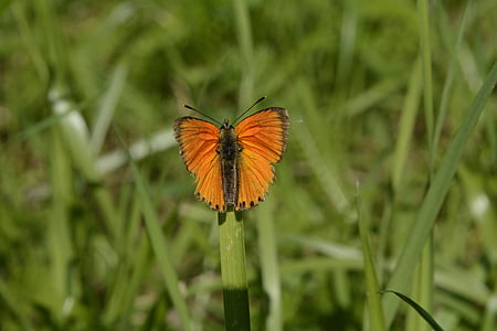 grass, sajid, butterfly, orange, nature, green julia butterfly, blade of grass